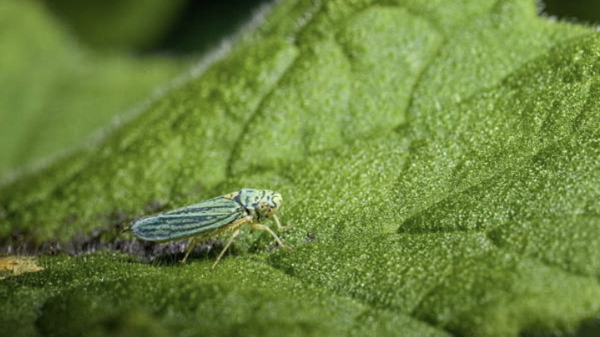 mosquito verde.png
